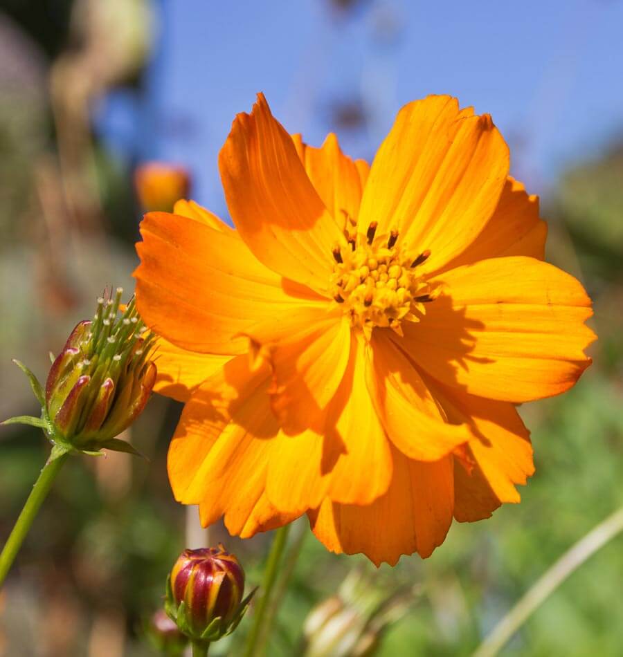 Bright Lights Cosmos