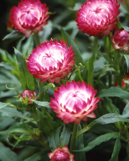 Bright Rose Strawflower