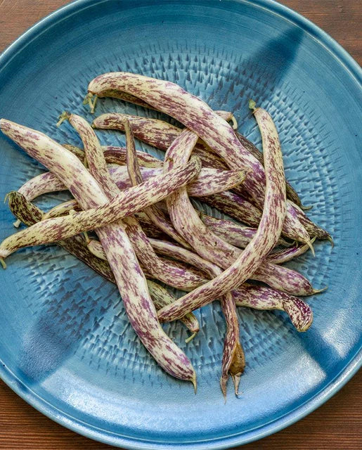 Dragon Tongue Bean