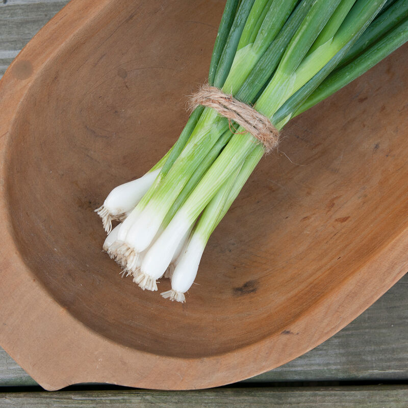 Evergreen Hardy White Bunching Onion
