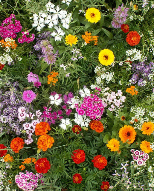 Fragrant Flowers Wildflower Blend