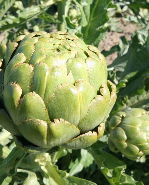 Green Globe Artichoke