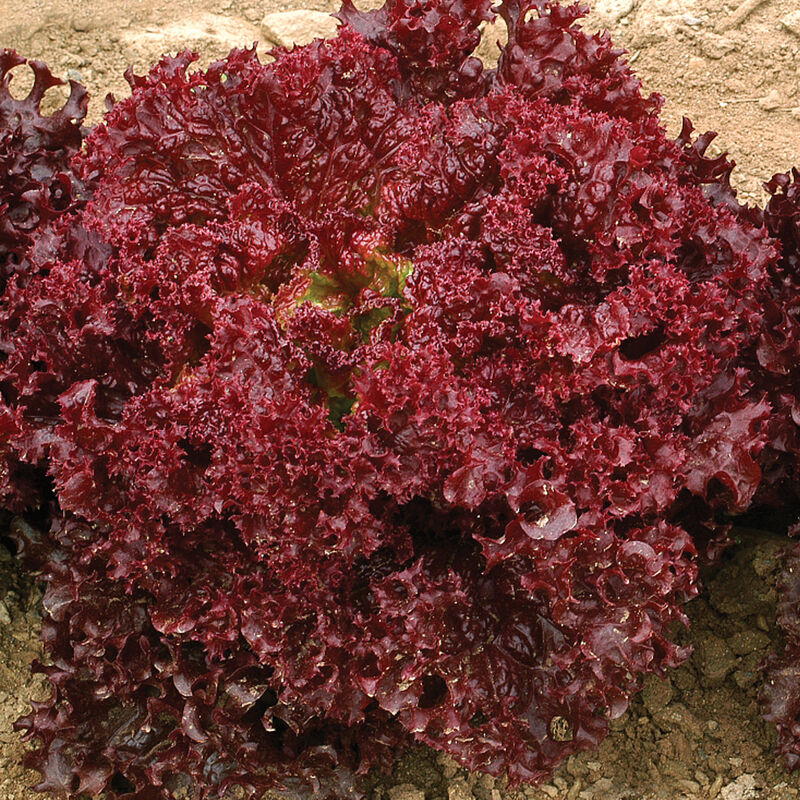 Dark Red Lollo Rossa Lettuce - Organic