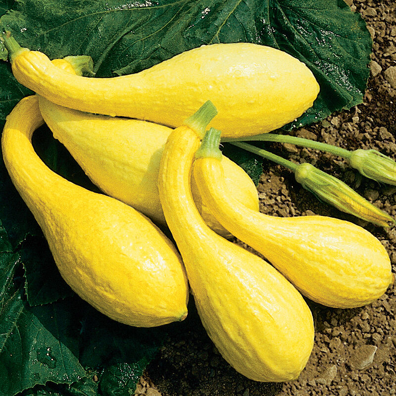 Yellow Crookneck Summer Squash - Organic